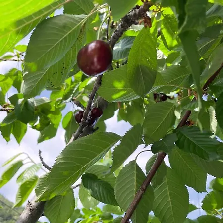 Feriehus Elia & Meli Kallirákhi